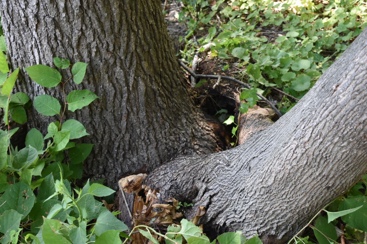 根っこが重なっていたため、暴風で折れてしまった木