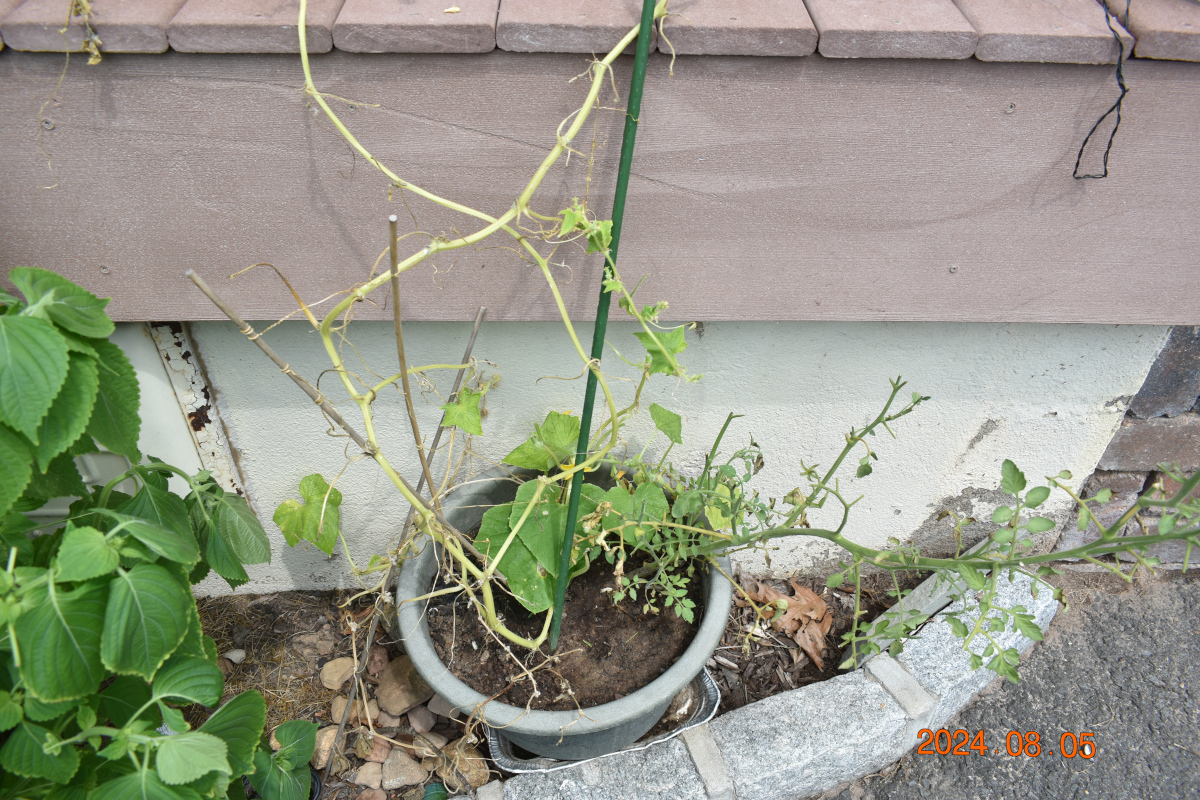 きゅうり 2024 年 8 月  5 日