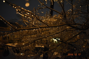 月夜に燐く凍り付いた樹氷