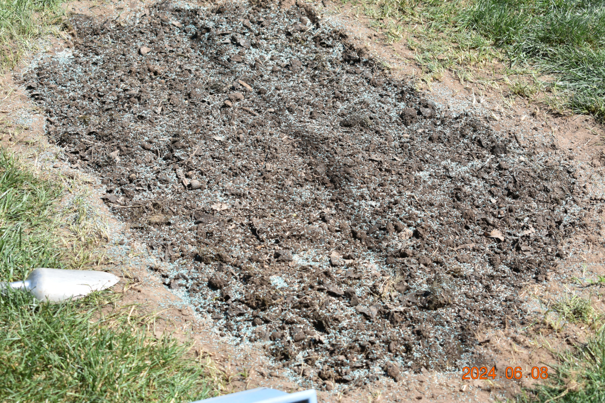 芝 2024 年 6 月 8 日