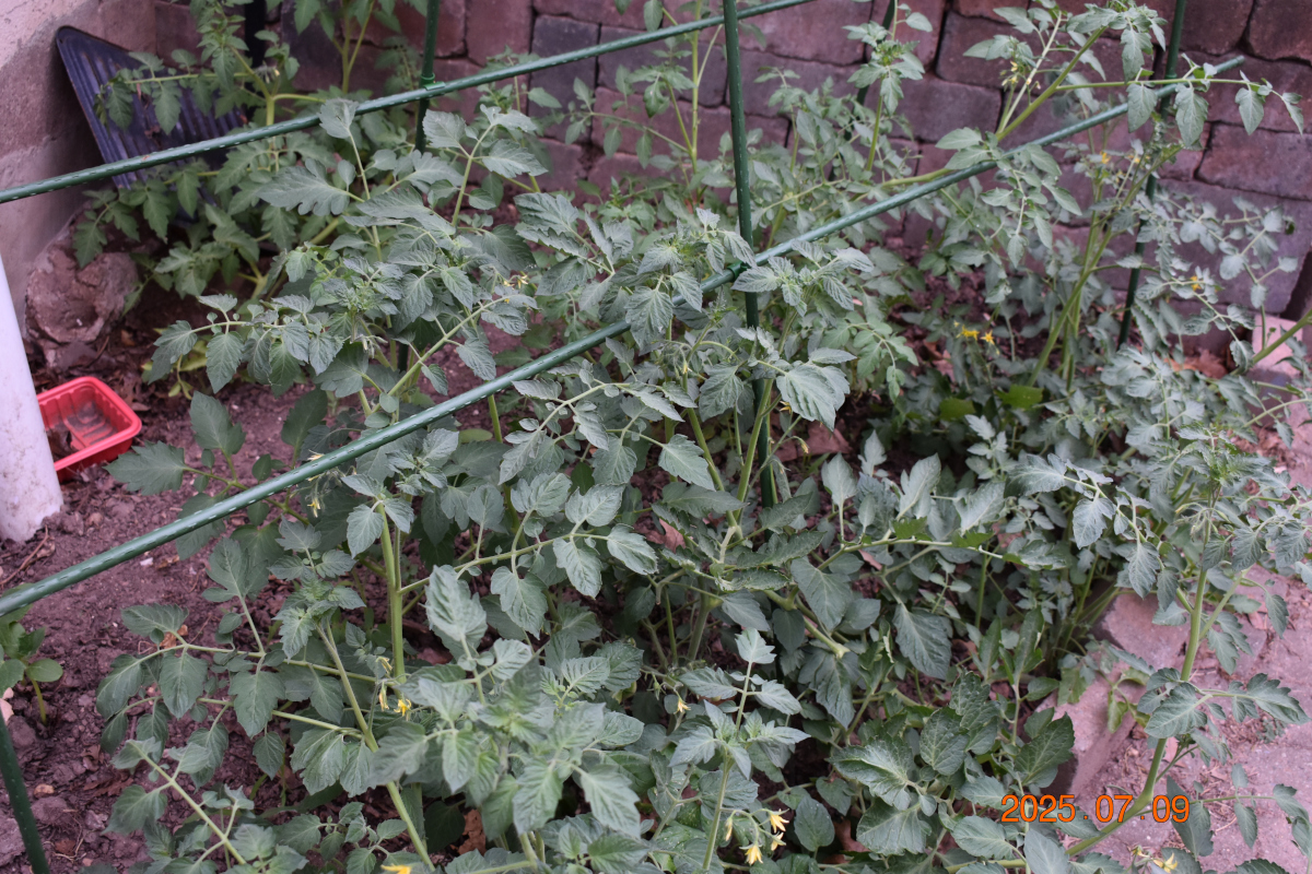 トマト 2025 年 7 月 9 日