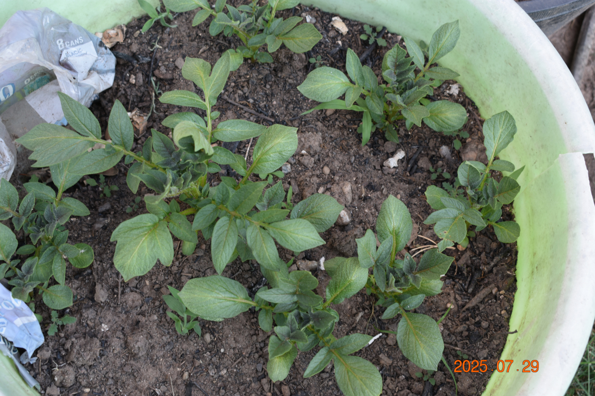 じゃがいも 2025 年 7 月 29 日