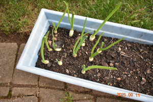 ねぎ 2025 年 9 月 11 日 ねぎ 2025 年 9 月 11 日