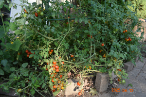 トマト 2025 年 9 月 13 日