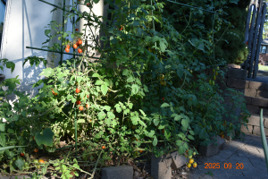 トマト 2025 年 9 月 20 日 トマト 2025 年 9 月 20 日