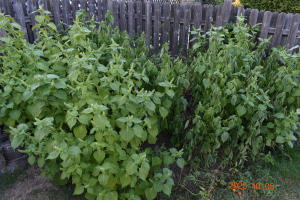 えごま 2025 年 10 月 5 日