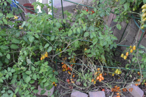 トマト 2025 年 10 月 17 日